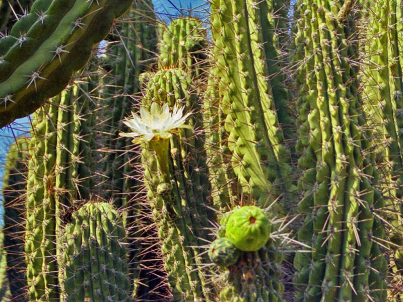 Bianchi fiori di cactus